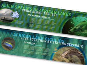 African Lake Cichlids Reading Rails